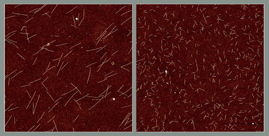 Two microscope images side by side show white lines on a rust-colored background; the lines on the left image are longer.