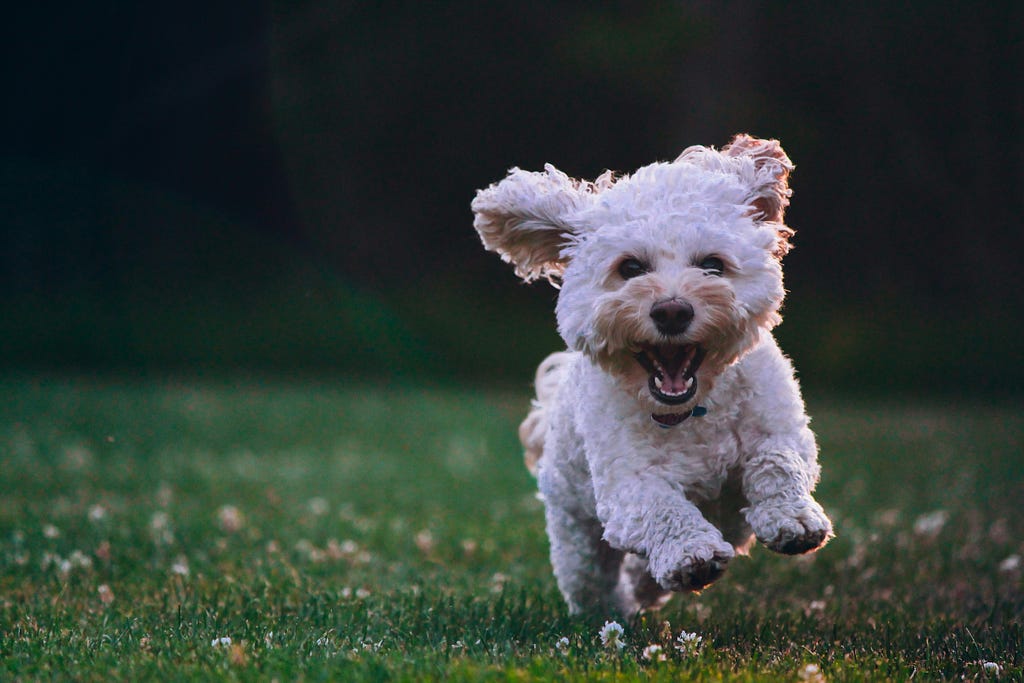 A white haired puppy running towards you on a grassy field
