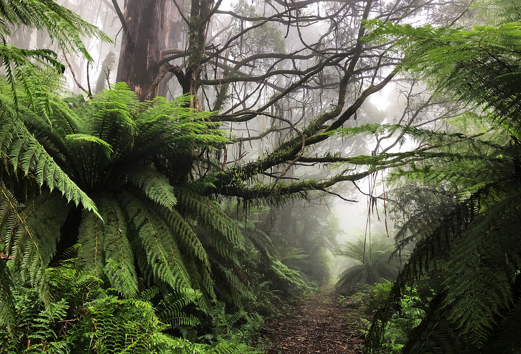 Tarra-Bulga National Park — Capra — Hilary McAllister