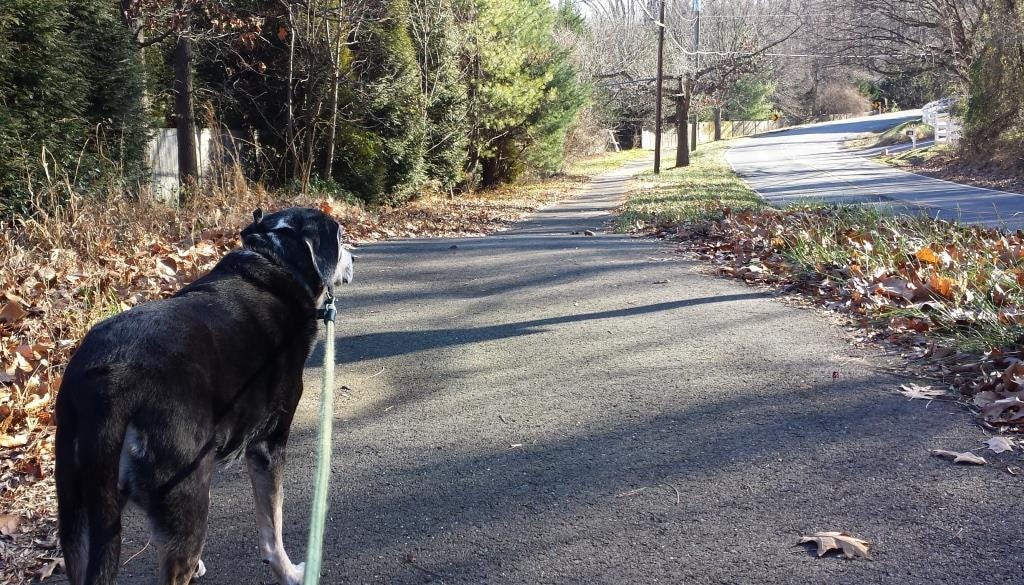 Busser on a walk by Jenifer Joy Madden