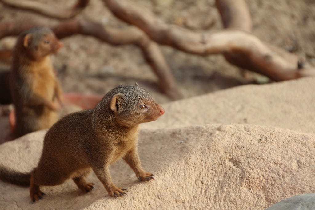 cute little mongoose on a stone, looking around