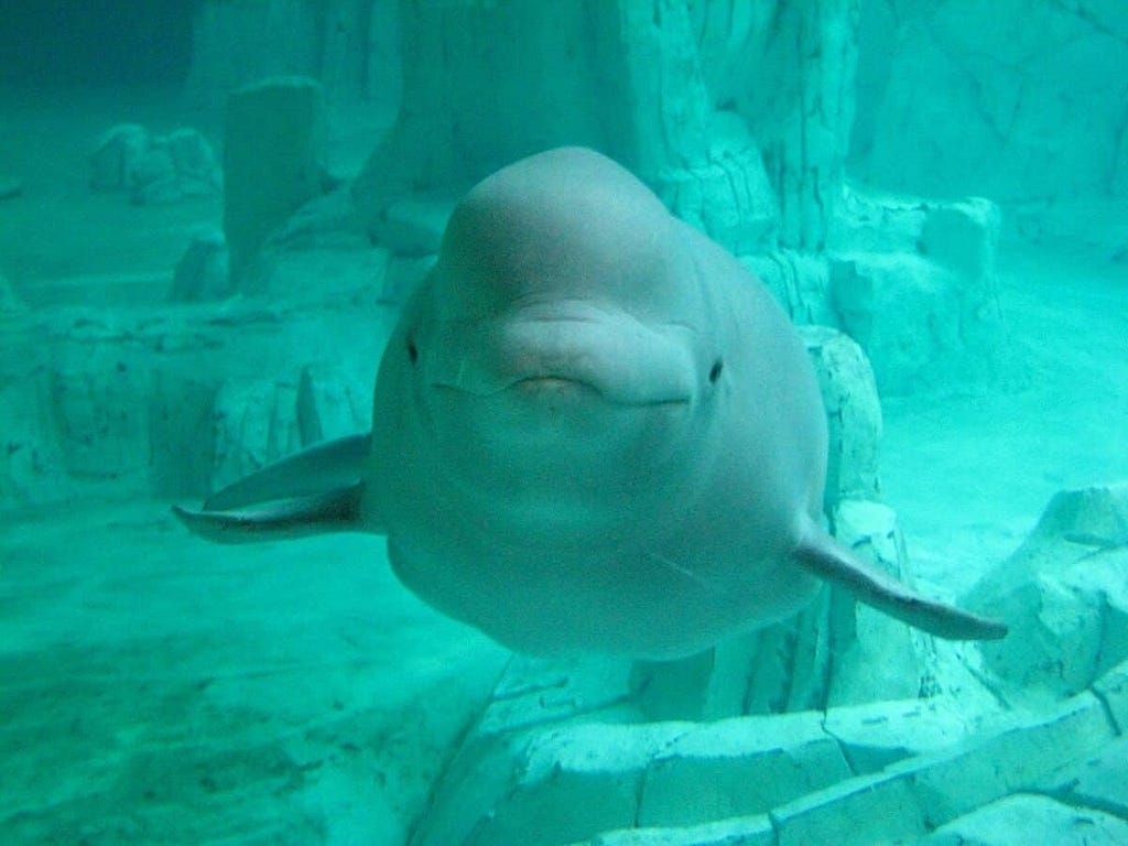 Beluga whale