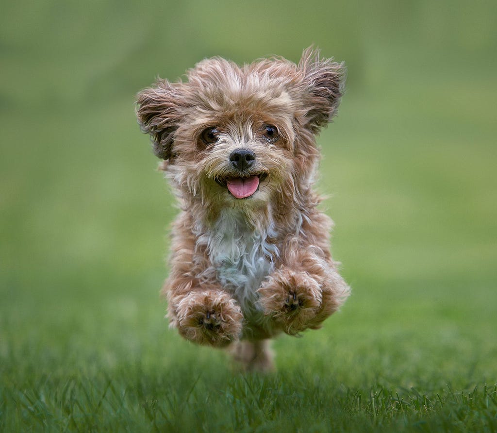 a small, brown dog jumping on a grass field