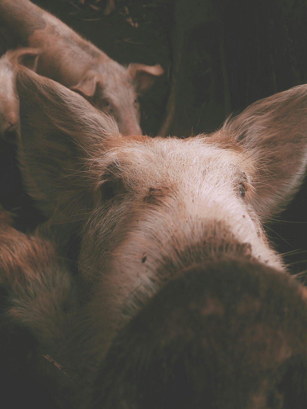 A pink pig curiously investigates the camera.