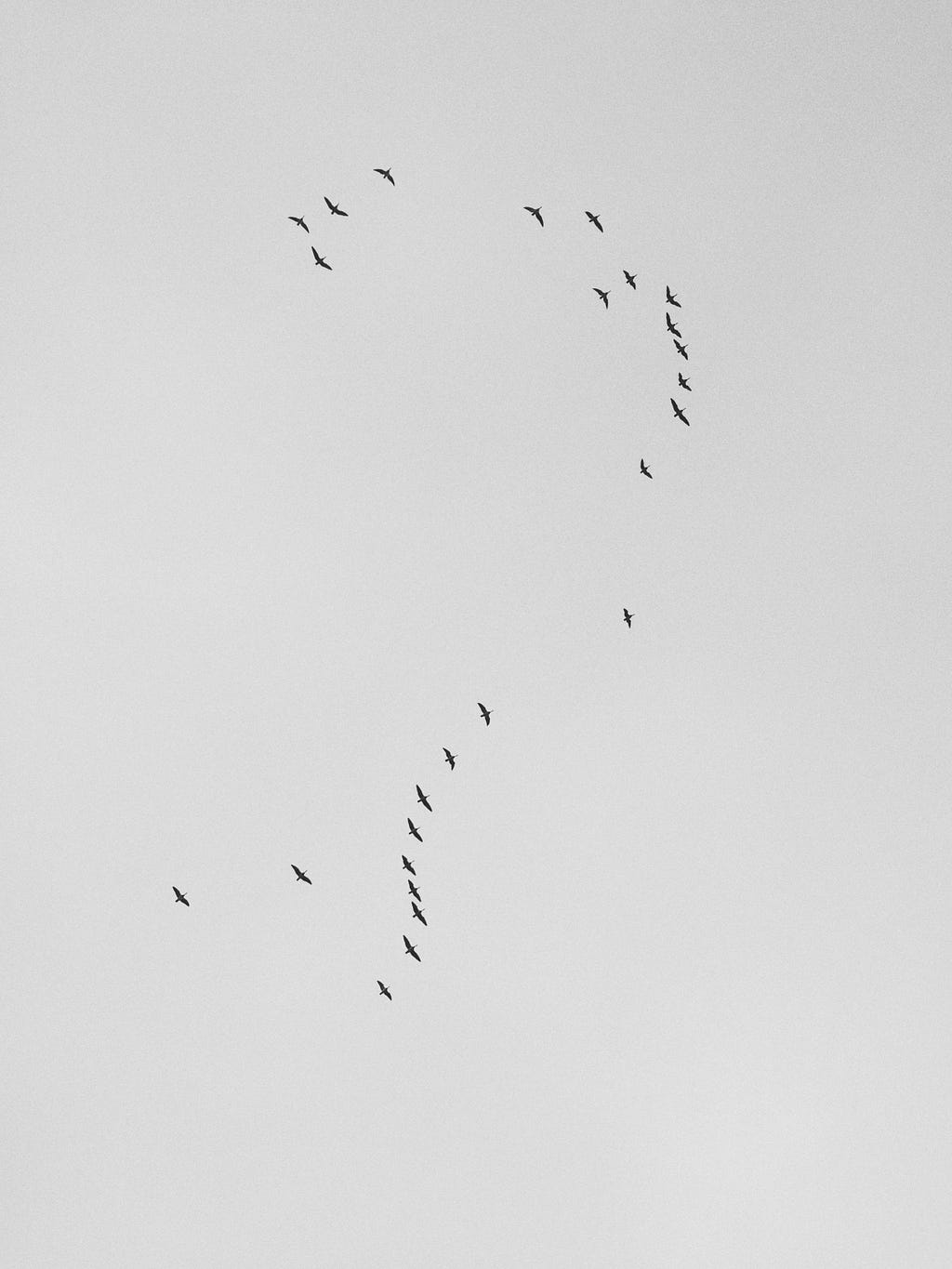 Birds forming a sparse question mark in the sky