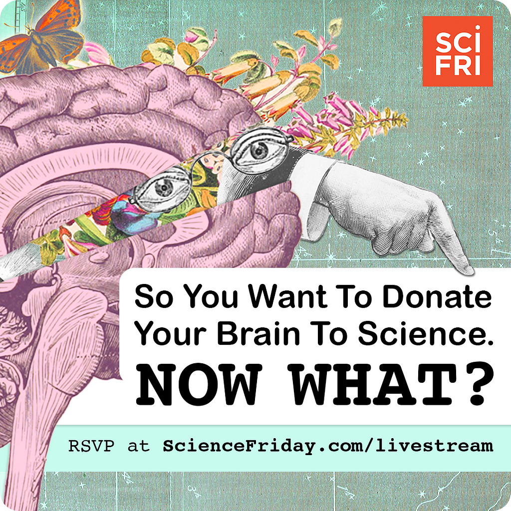 Recruitment card for Q&A session that includes an illustrated image of a brain with eyes, as well as butterflies and leaves whimsically coming out of it, a finger comes from in the brain and points to black and white text that says “so you want to donate your brain to science, now what?”.