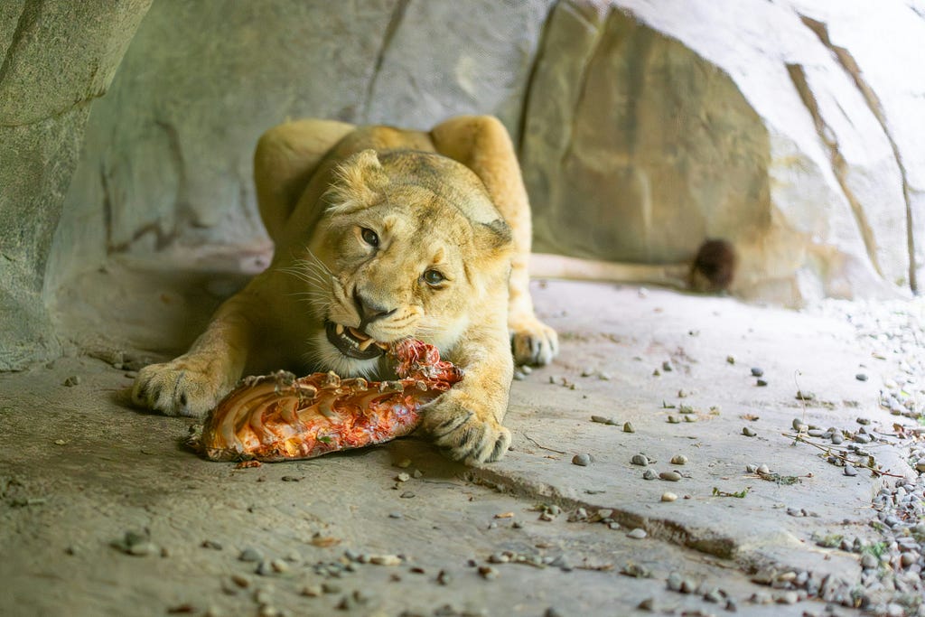 A lioness looks into the camera as she gnaws on a piece of some animal’s rib cage. She is laying down in a human-made cave with gravel around the edges of the floor.