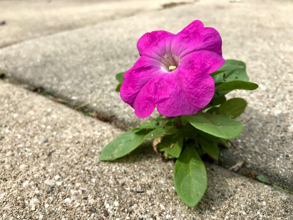 A pink flower sprouts from the cracks between concrete.