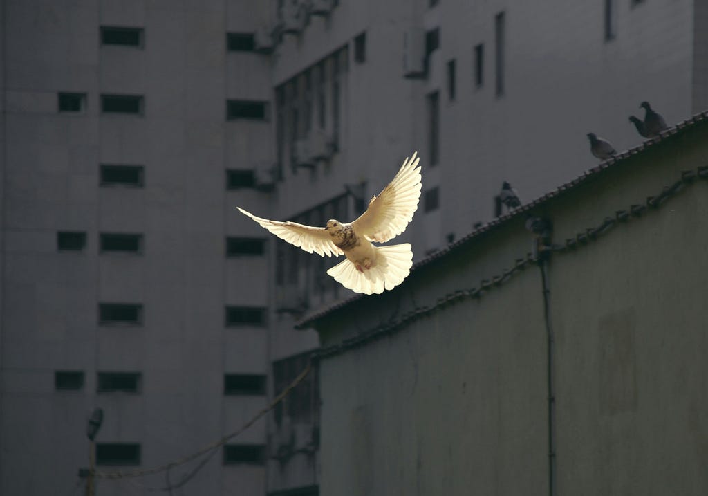 A dove with wings spread wide