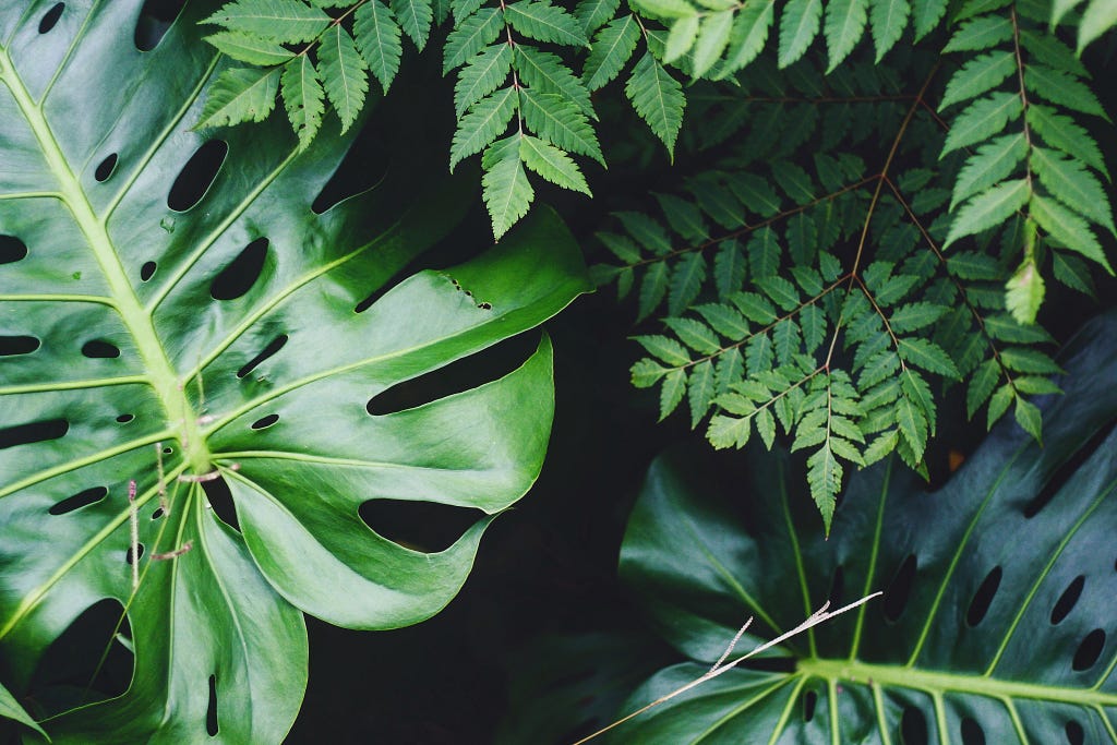 ferns and philodendron