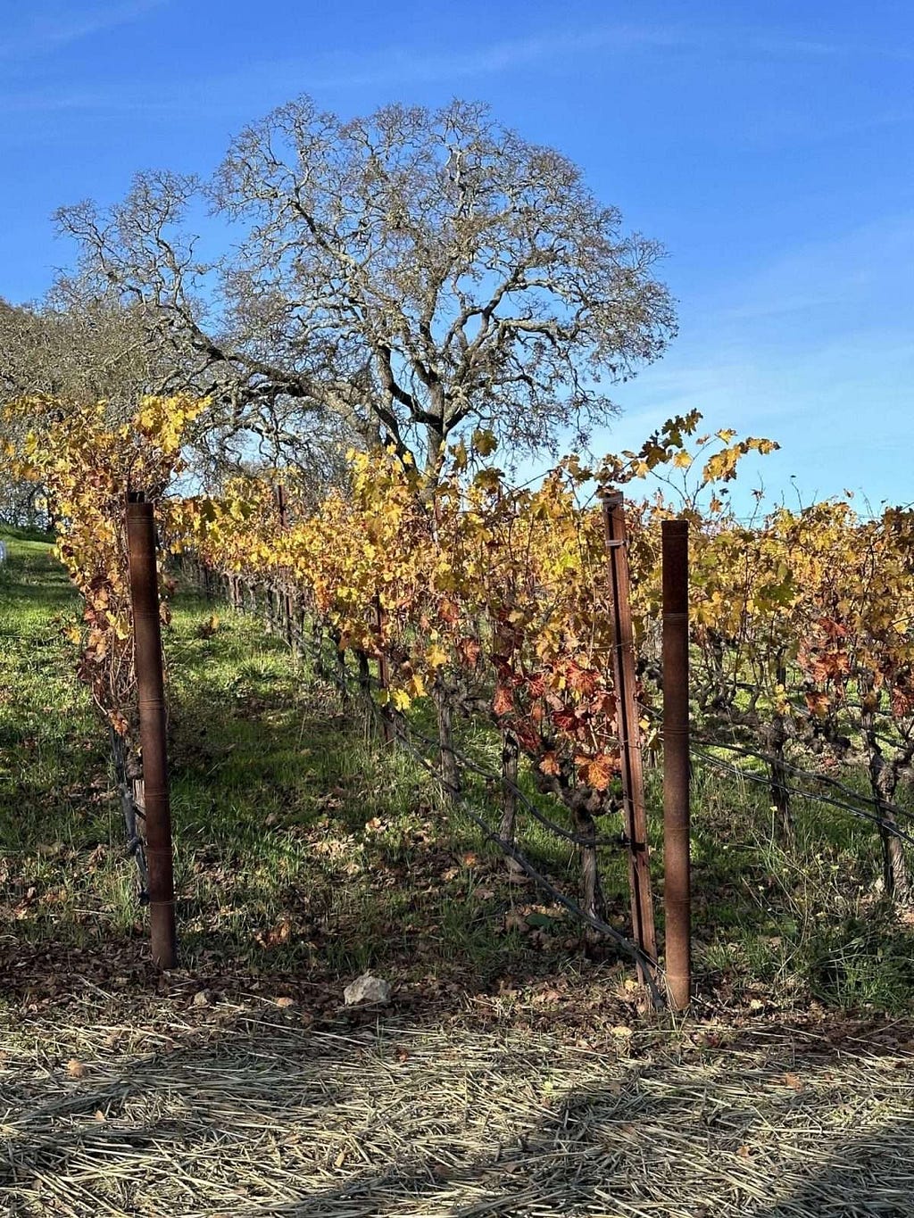 Vineyard in late Fall