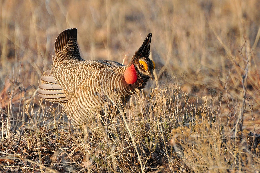 Lesser Prairie Chicken