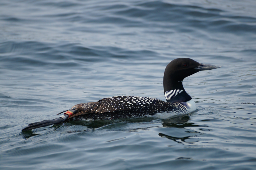A common loon sits on the lake with one of its back legs sticking out of the water showing a color red and orange band along with a silver federal band.