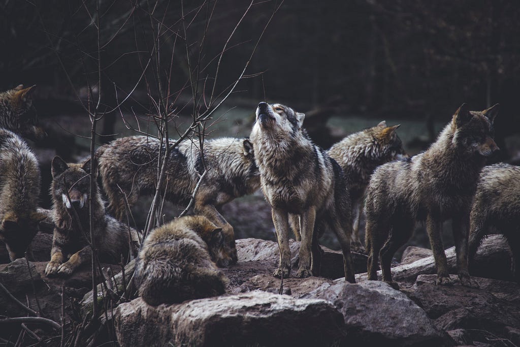 A pack of wolves, with one in the centre raising its mouth to the sky as it howls.