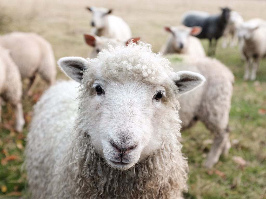 Sheep in a field