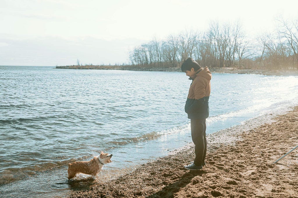 Angelo, in the brown and blue spring jacket is looking at Limone, a red and white corgi, shake her wet fur. They are standing by the shoreline at the off-leash beach at Cherry Beach. 