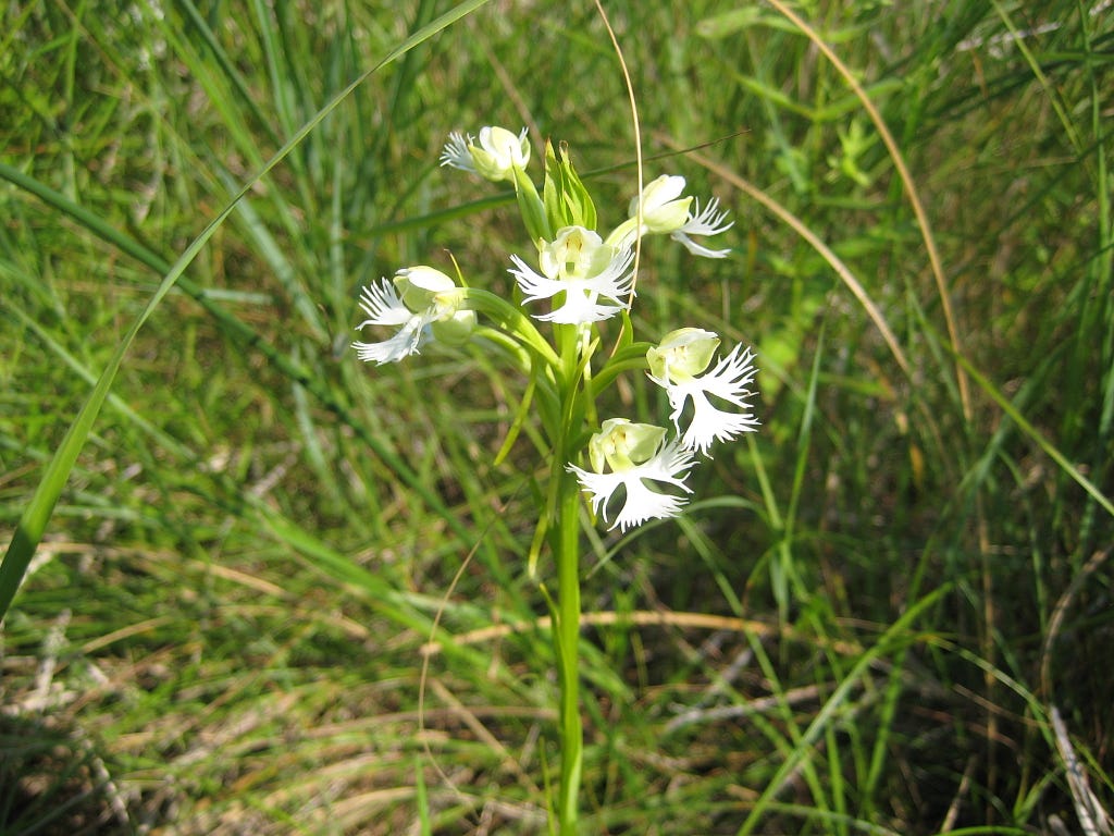 Joseph Haas/USFWS