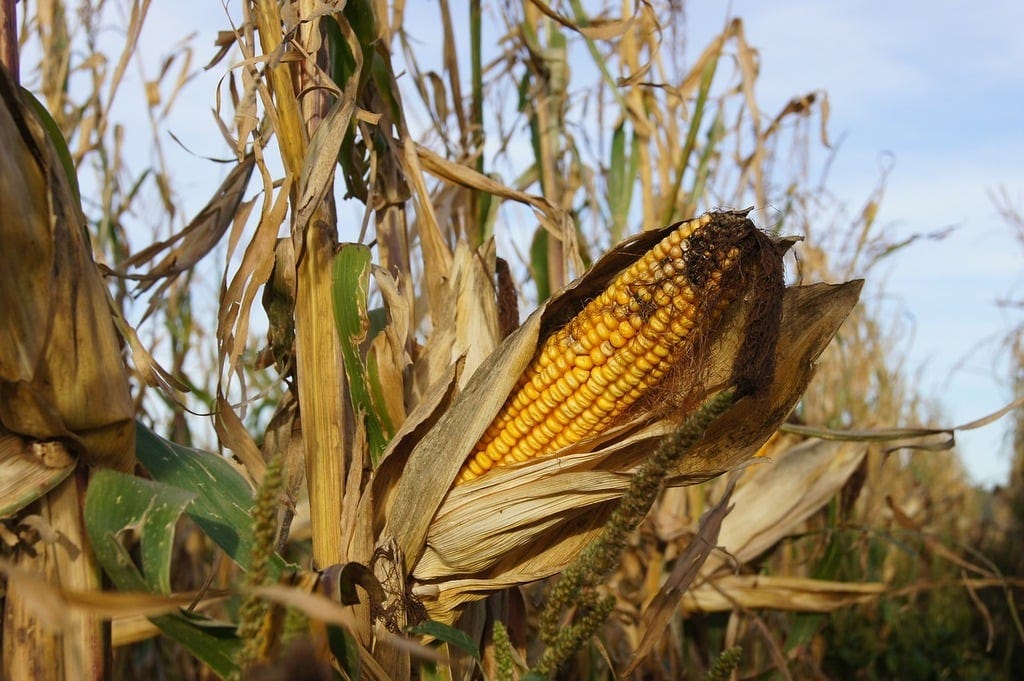 Commodity Markets Rely on Insider Info