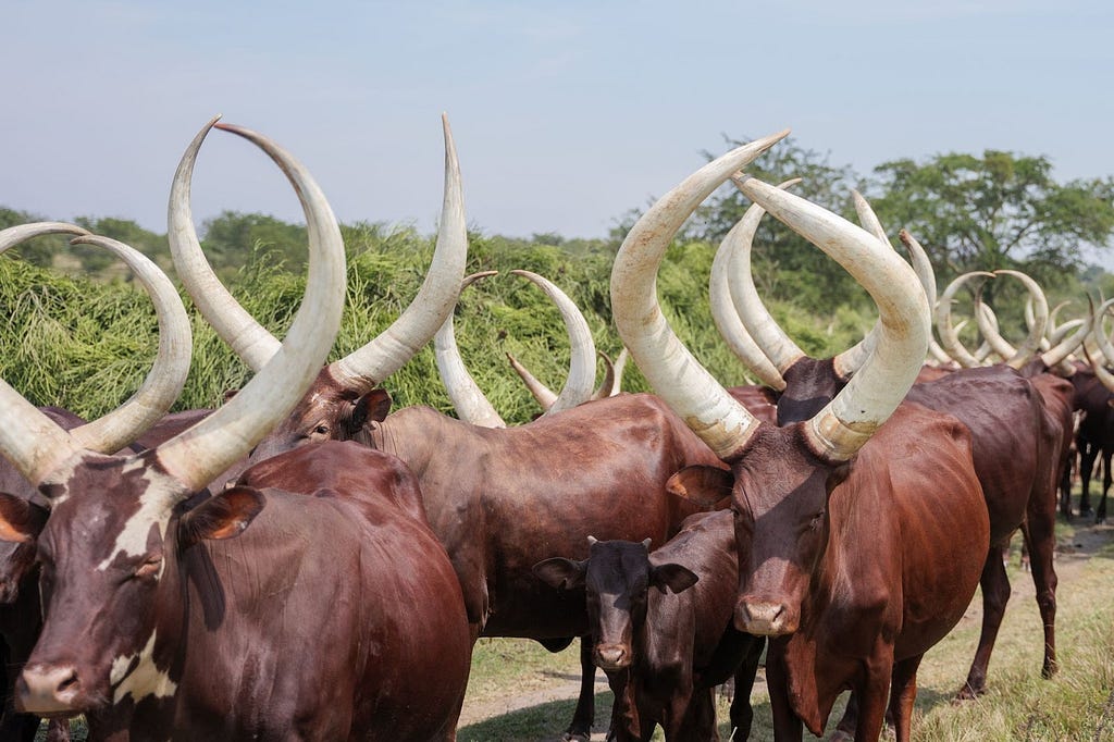 A closely packed herd of long-horned cows walk down a dirt road.