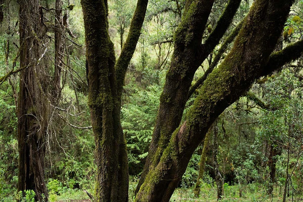 A serene forest area in a river valley of Mount Elgon,