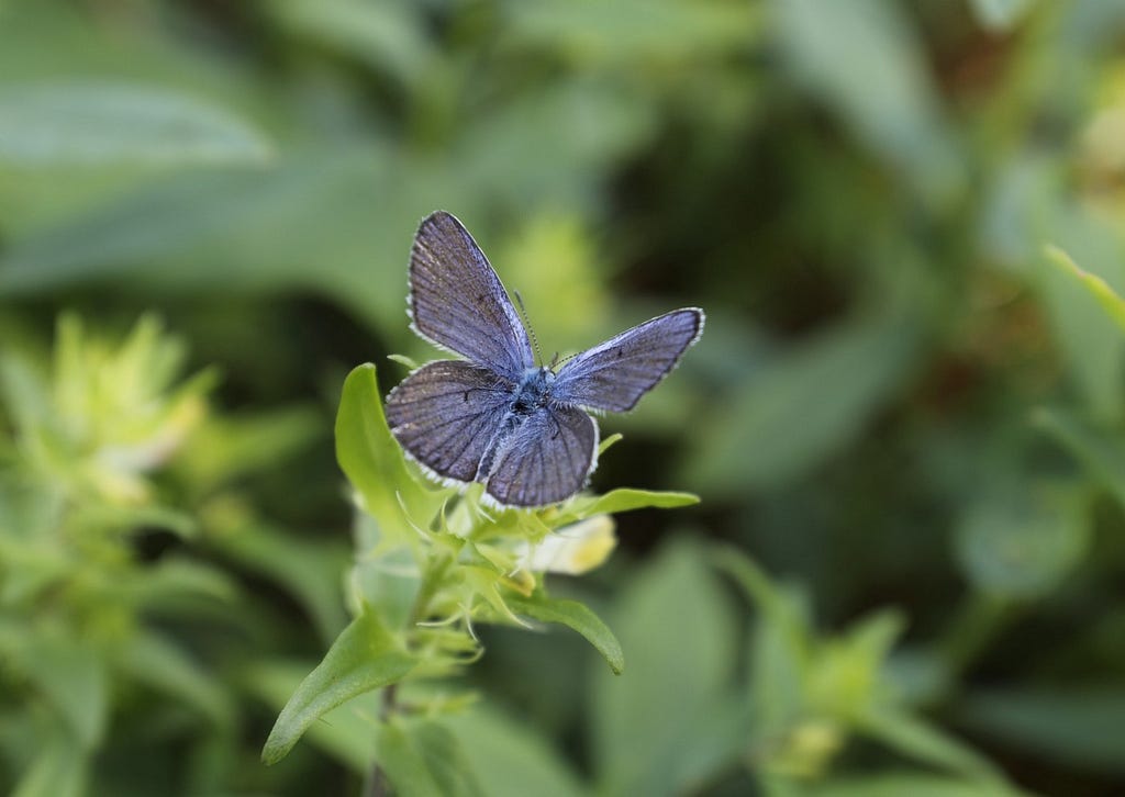 Small blue-purple butterfly on green foliage