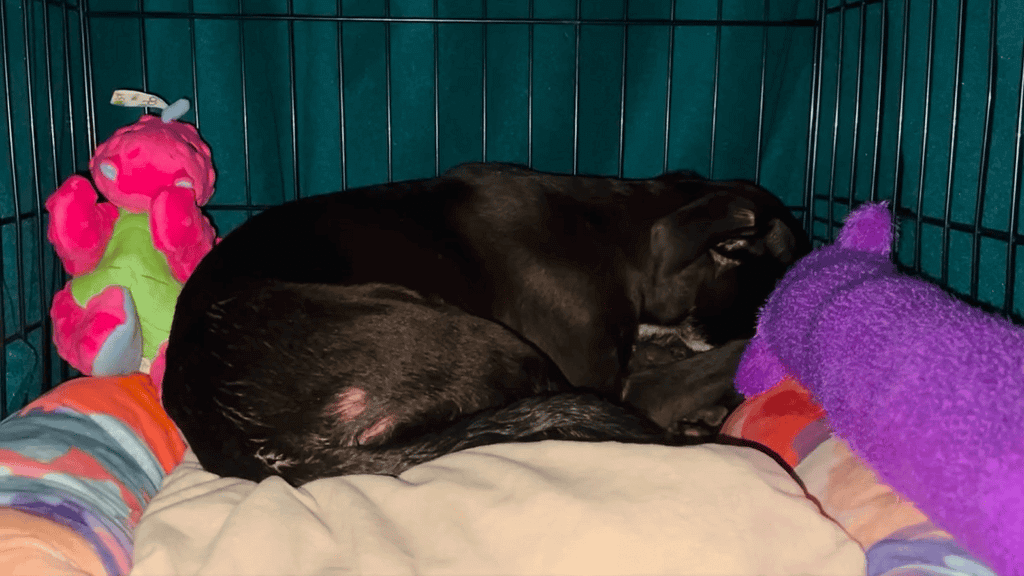 Puppy, Juniper, hiding away from humans in the corner of her crate after being rescued.