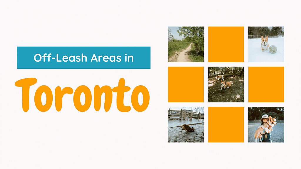 How Many Dog Parks Are There in Toronto - Blog Post Banner. 