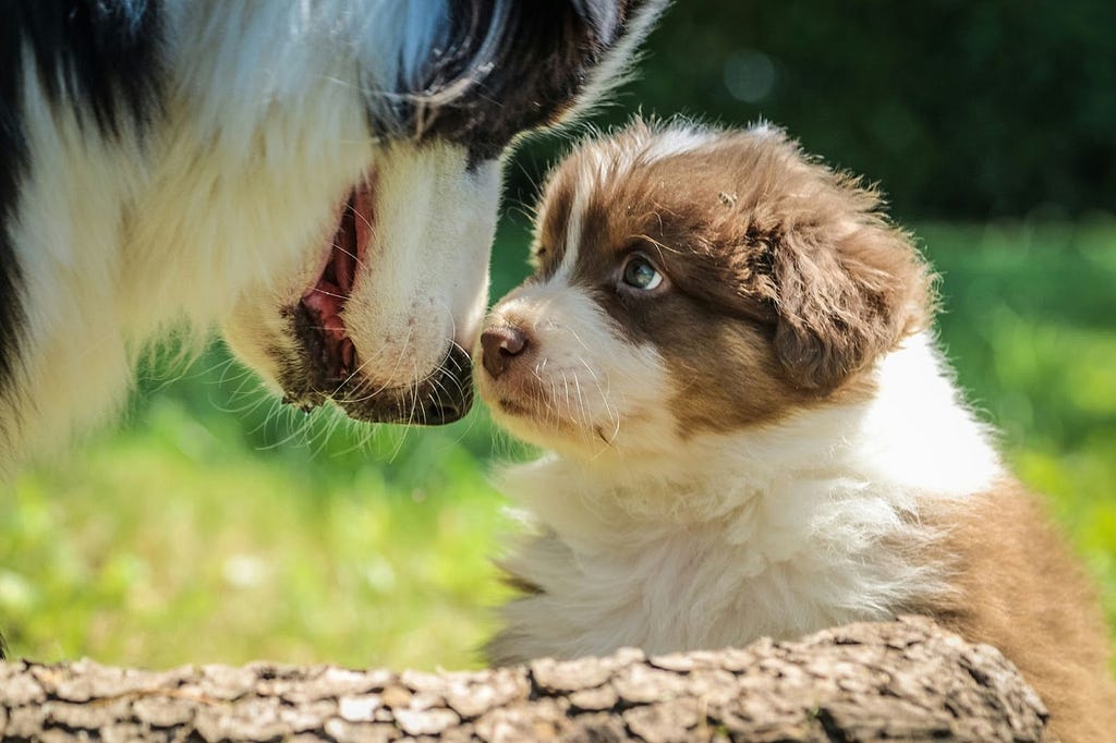 A large black and white dog touches noses with a small brown and white puppy