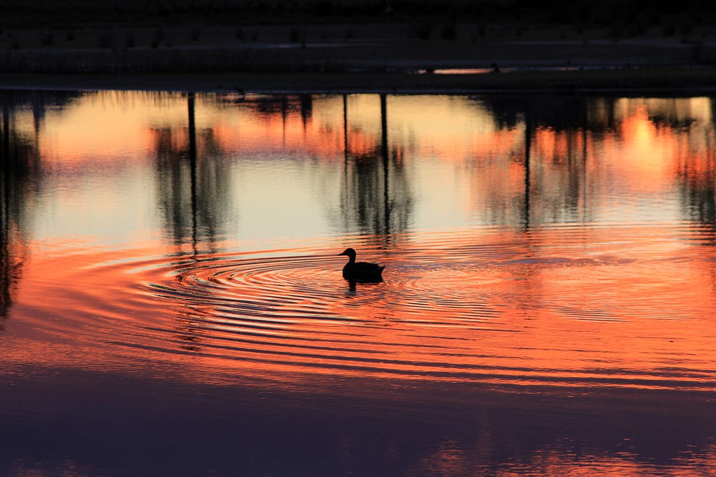 Mindful Meditation Exercises — A calm pond with a bird rippling the water