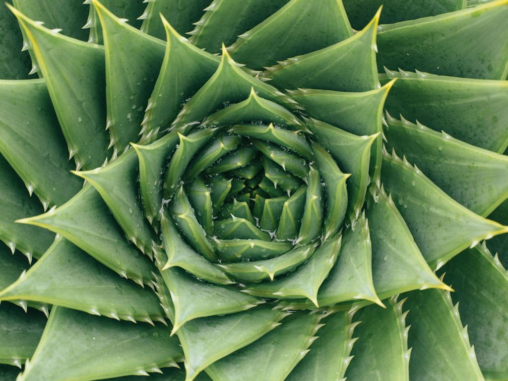 Spiral shapes found in some plants