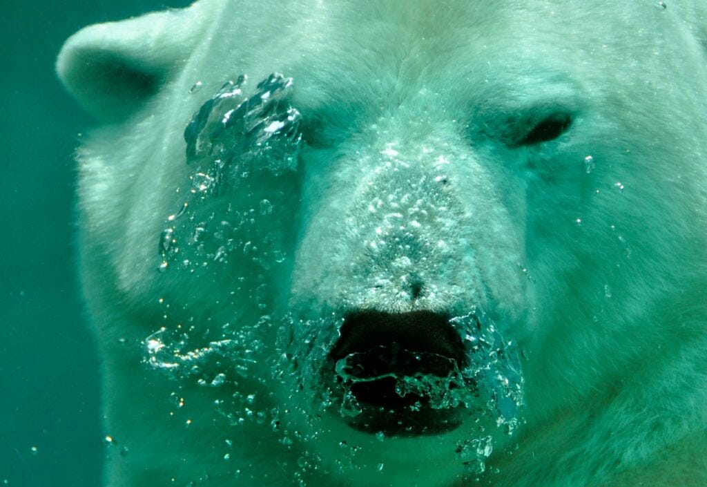 Polar bear head underwater surrounded by air bubbles. Image courtesy of Pixabay on Pexels.