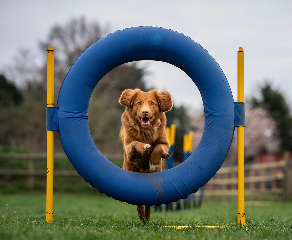 Dog jumping through a hoop.