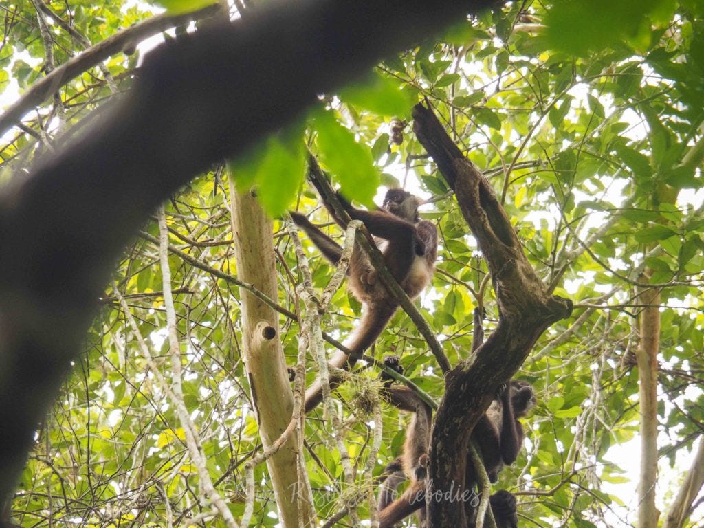 Spider monkey sitting in a tree, Tikal Guatemala