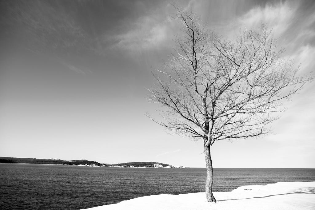 bare tree on the snowy shore of lake superior