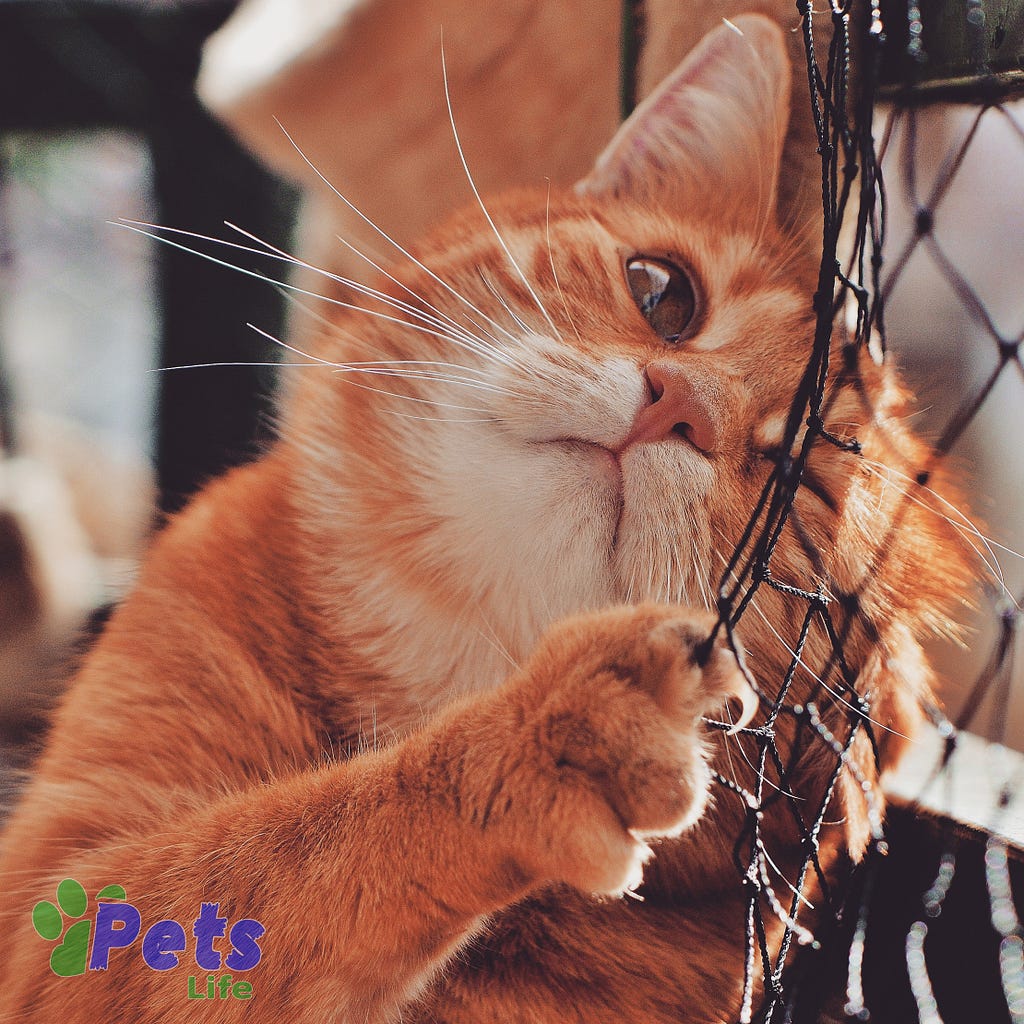 https://www.itpetslife.com/2023/10/unneutered-male-cat-behavior.html