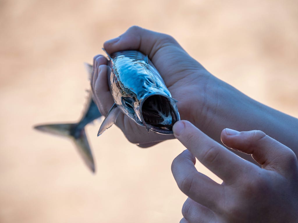 A hand grasping an open-mouthed mackerel fish