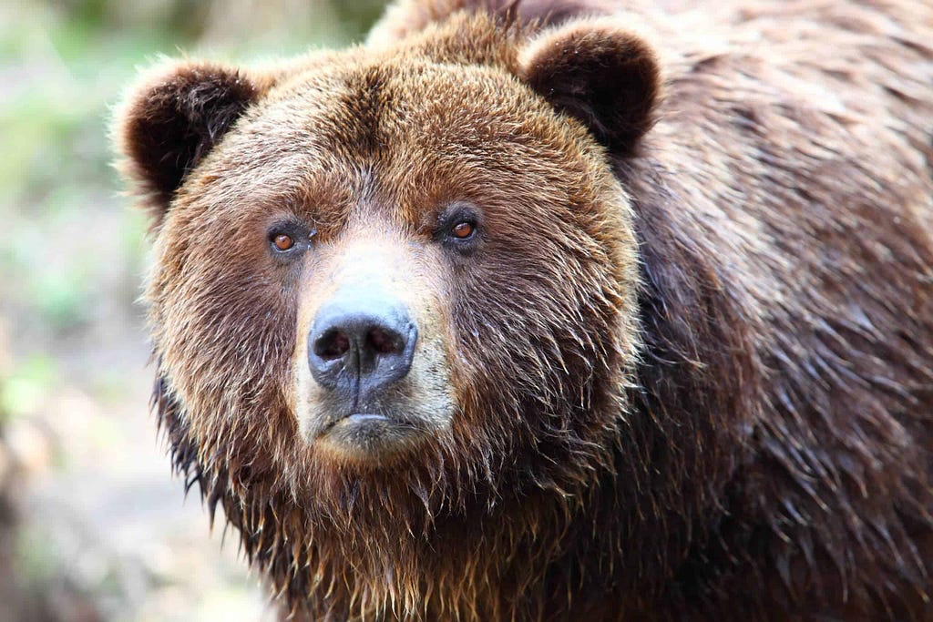 Man Talking To a Brown Bear