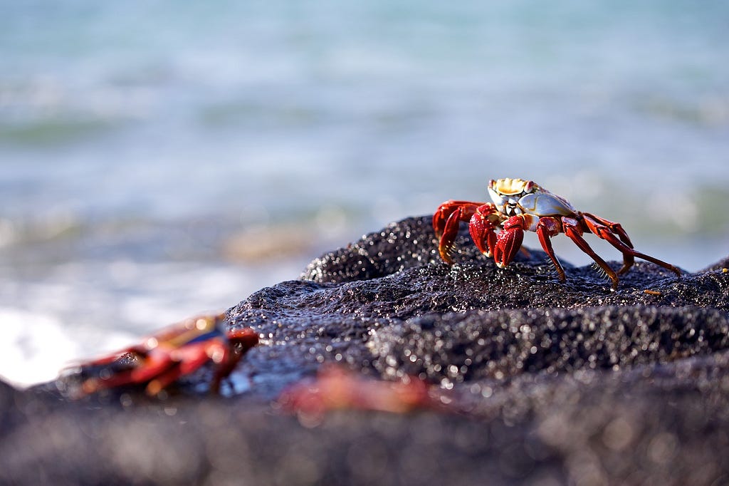 Photos Of The Galápagos Image: A Sally Lightfoot crab sits on a rock near the ocean—two other crabs are blurred in the foreground. 