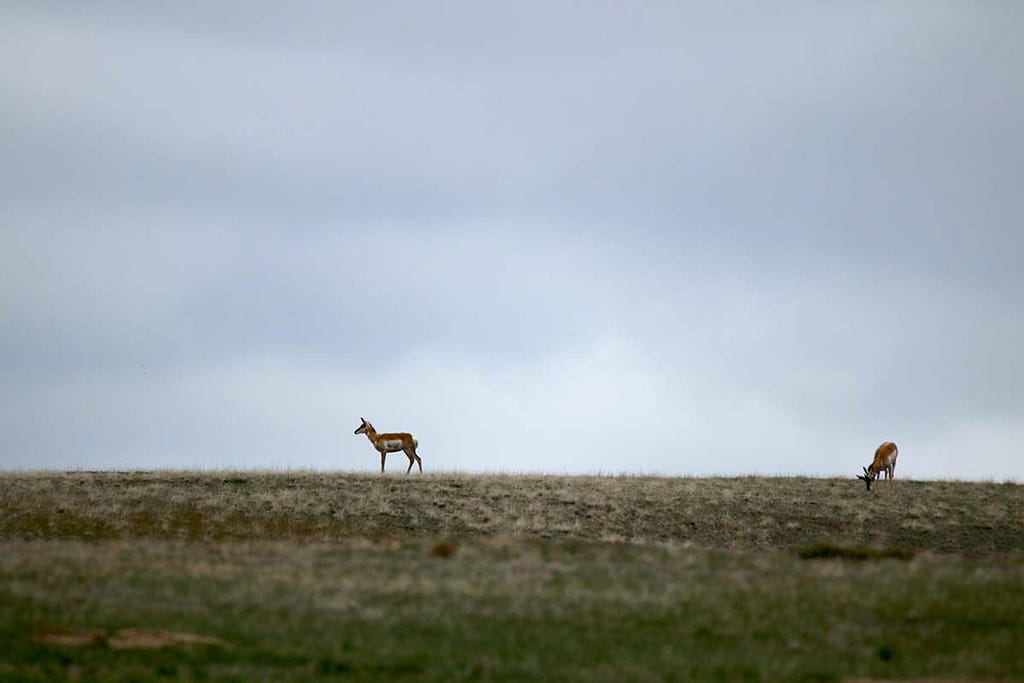 Elk n the Great Plains.