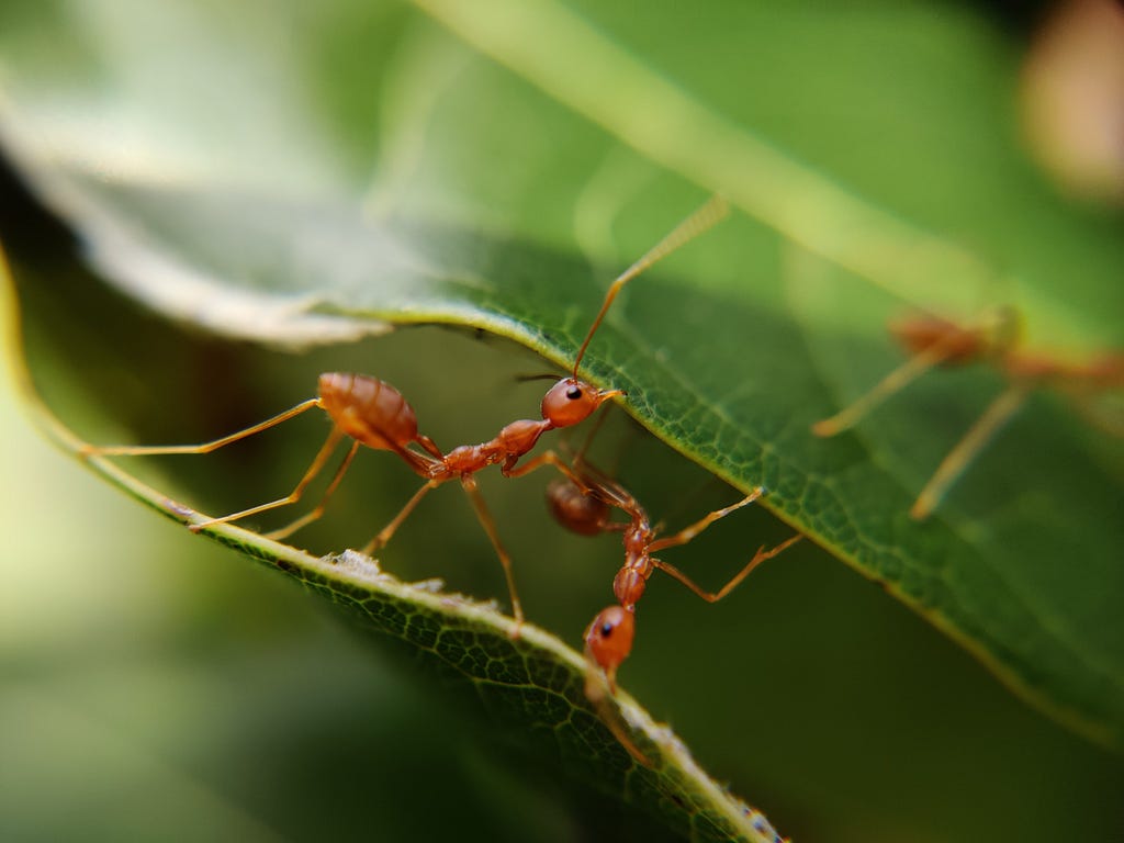 Two leafcutter ants pulling two leaves together