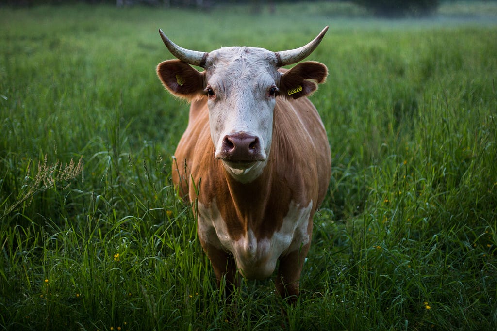 Cow over grassy field