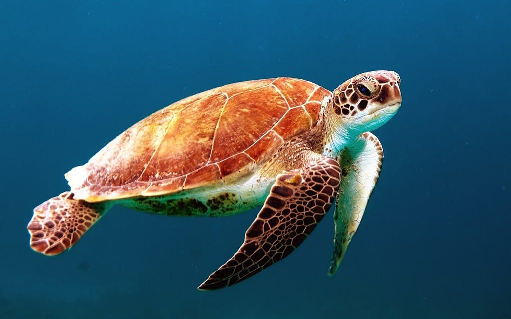 A sea turtle swimming in the ocean.