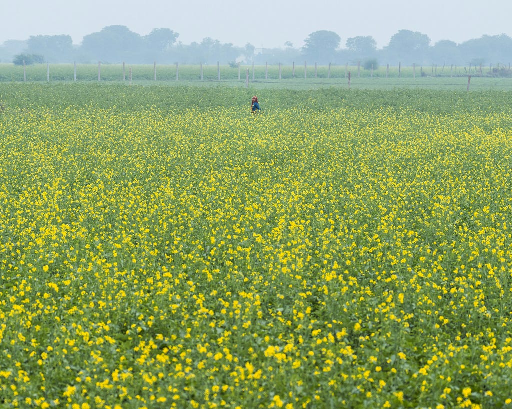 A field covered in yellow flowers.