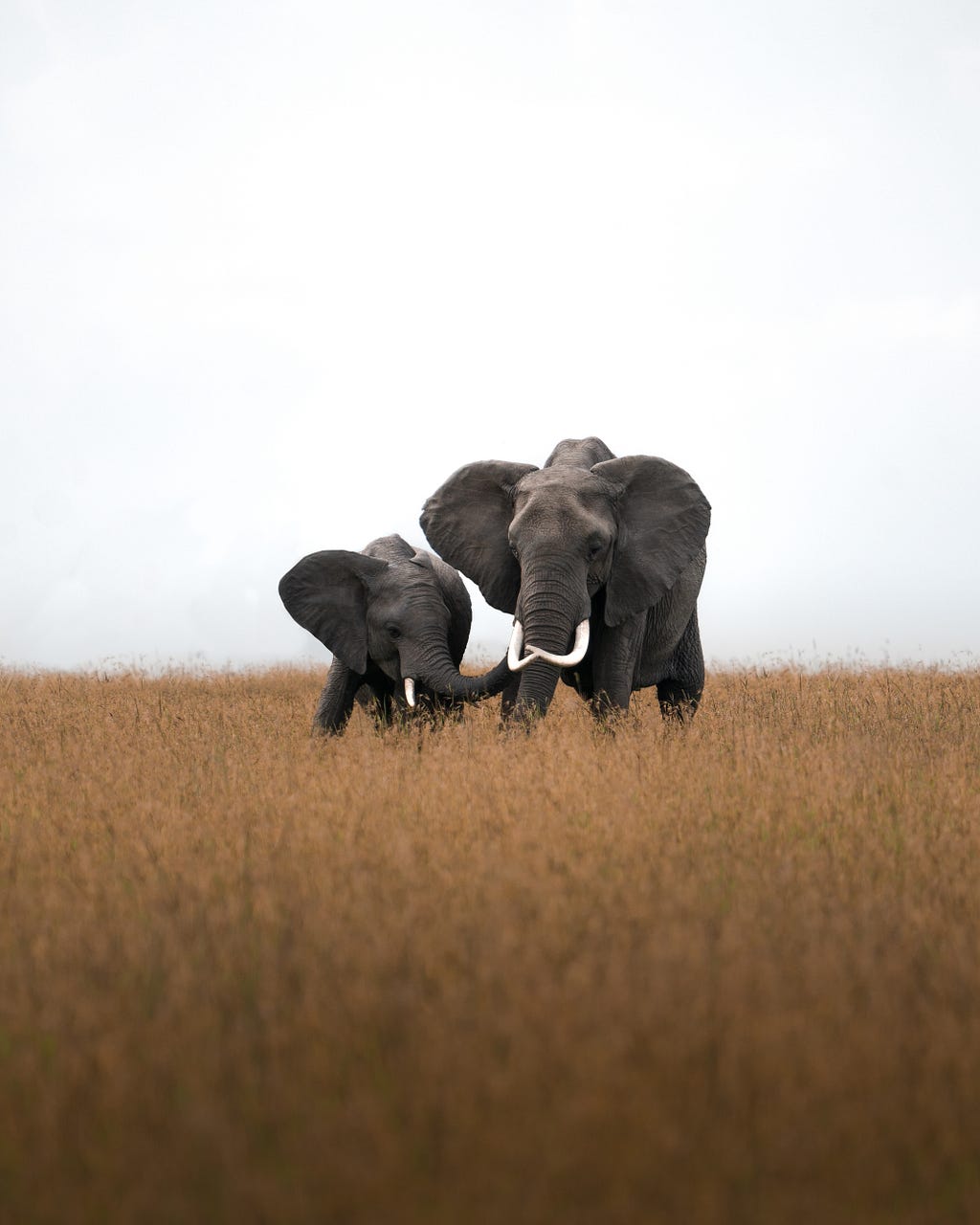 Elephant parent and child