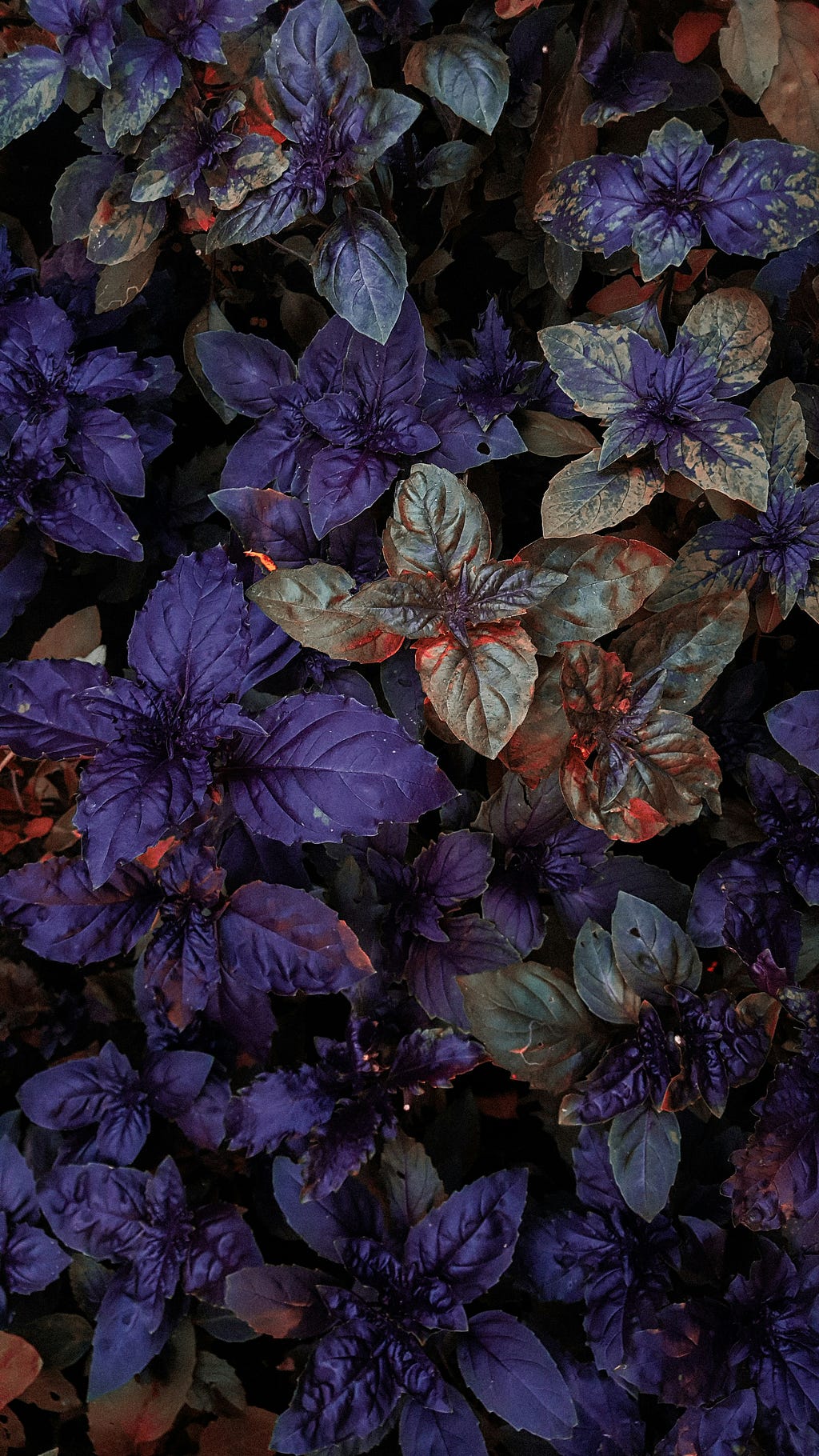 Purple leafy plant