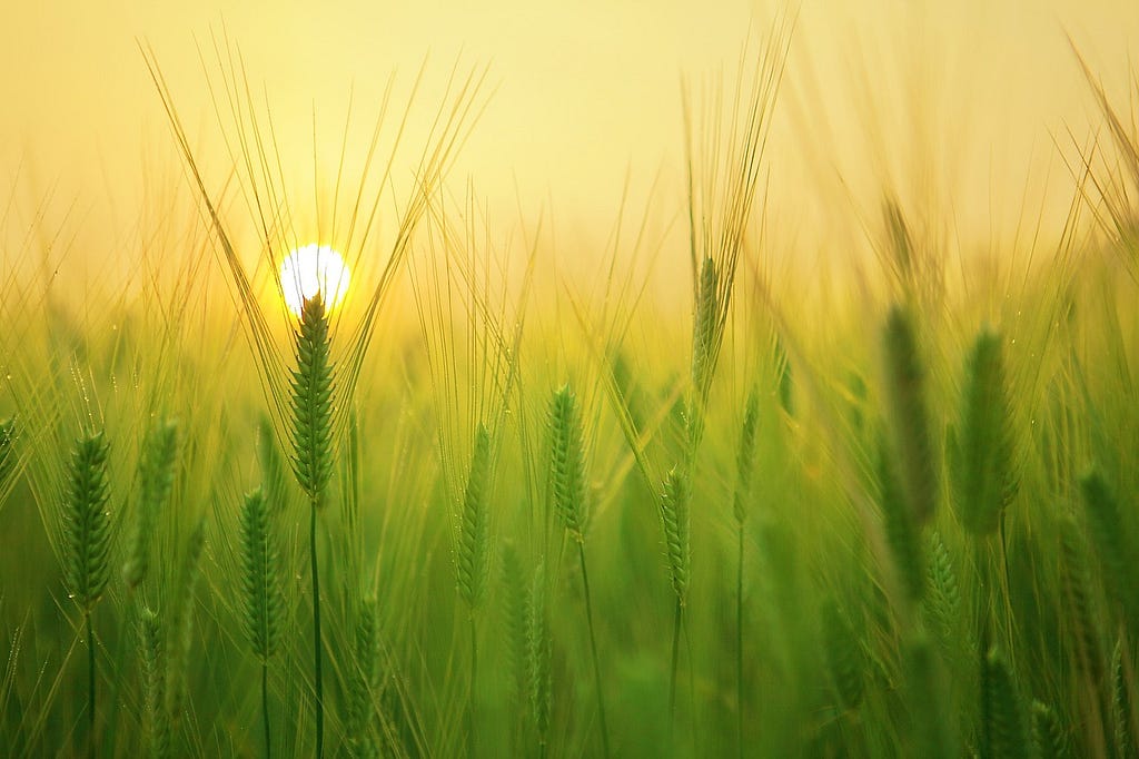 picture of wheat field with sunset in background