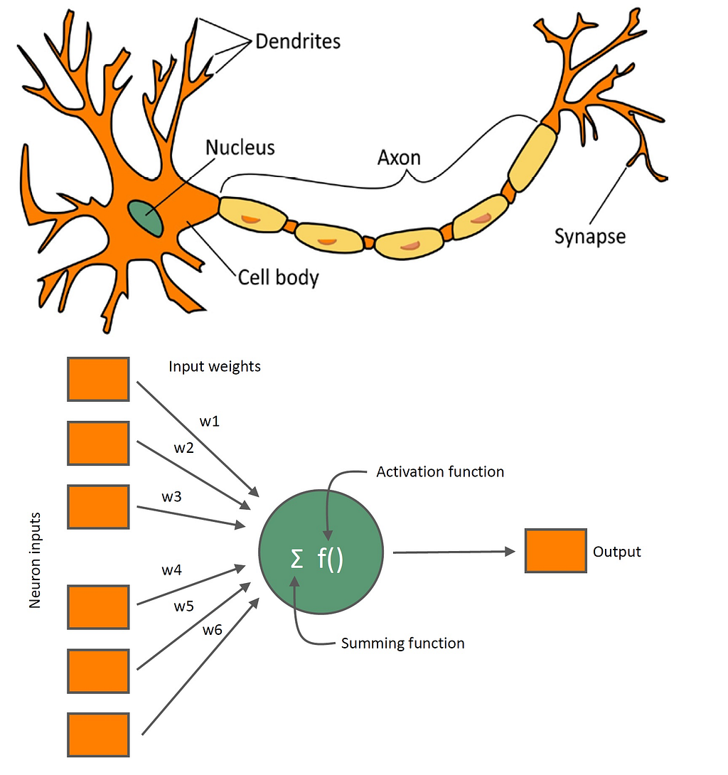 Neuron Compared with Artificial Neuron