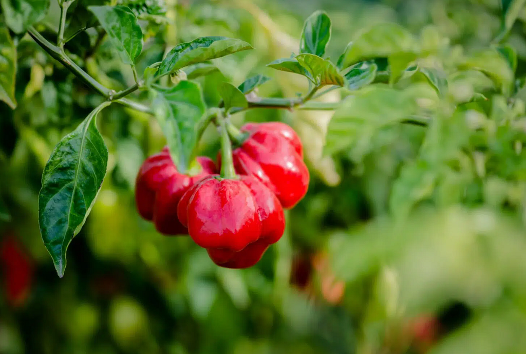 Maintaining the Optimum Growing Environment for Scotch Bonnet with SenzAgro’s Technologies