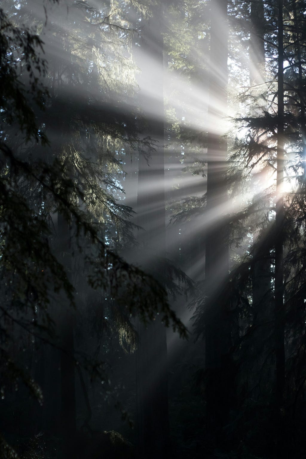 Light that trough dark forest
