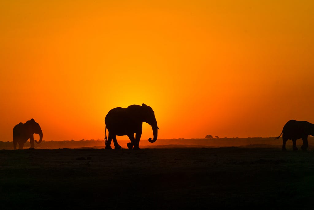 Elephant silhouettes